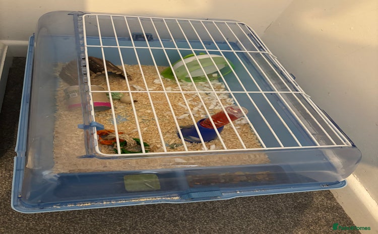 Hamster rodents - Advert 5