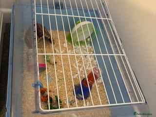 Hamster rodents - Advert 29