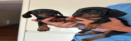 Dachshund dogs for sale: 2 black & tan Dachshund puppy’s READY NOW   - Advert 1