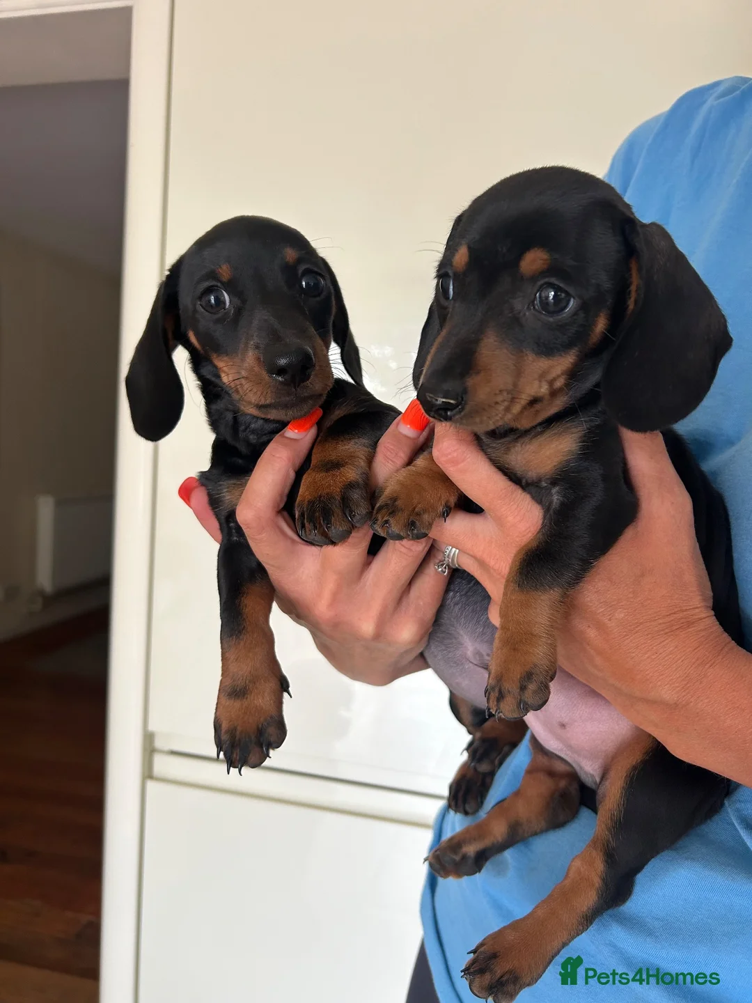 Dachshund dogs for sale: 2 black & tan Dachshund puppy’s READY NOW   - Advert 1