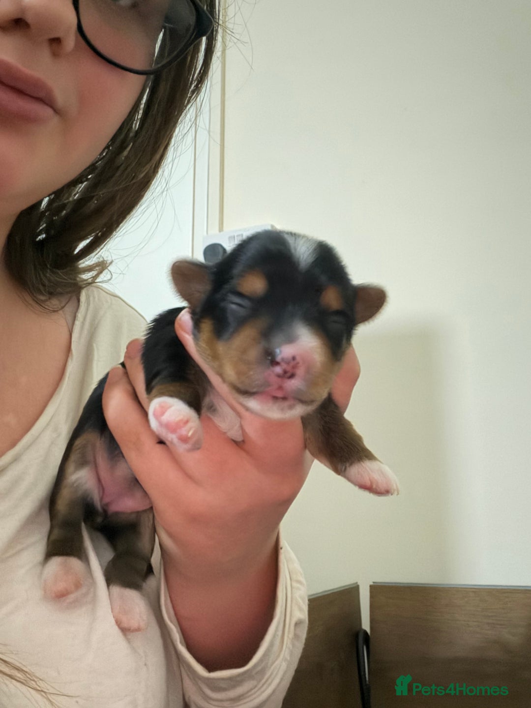 Mixed Breed dogs for sale: biewer x yorki puppies - Advert 7