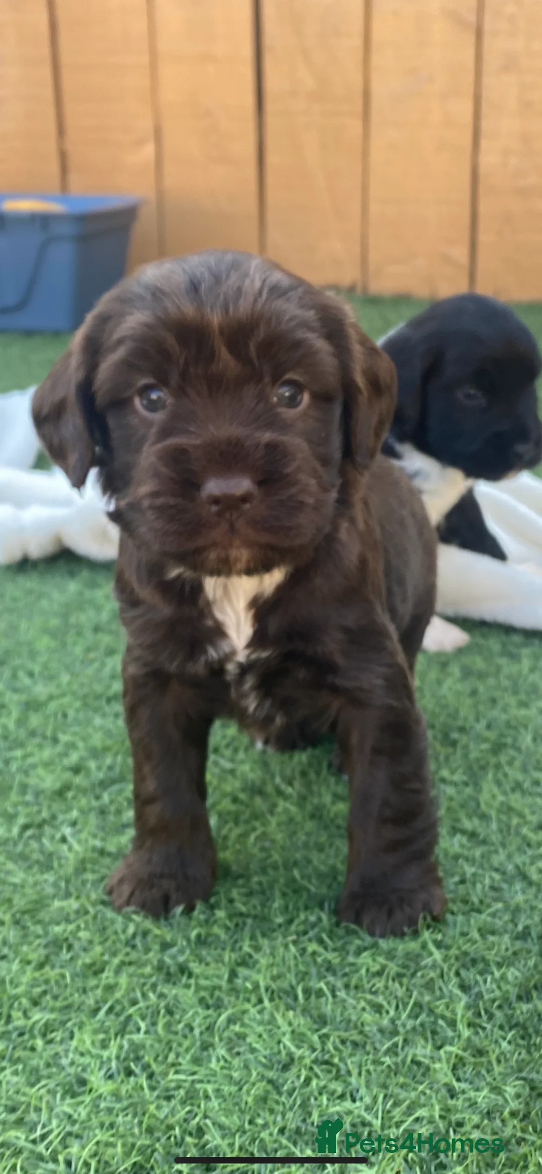 Cockapoo dogs for sale: Cockapoo - Advert 3