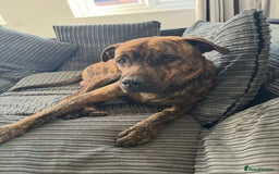 Mixed Breed dogs for sale: Beautiful loving dog in need of forever home - Advert 2
