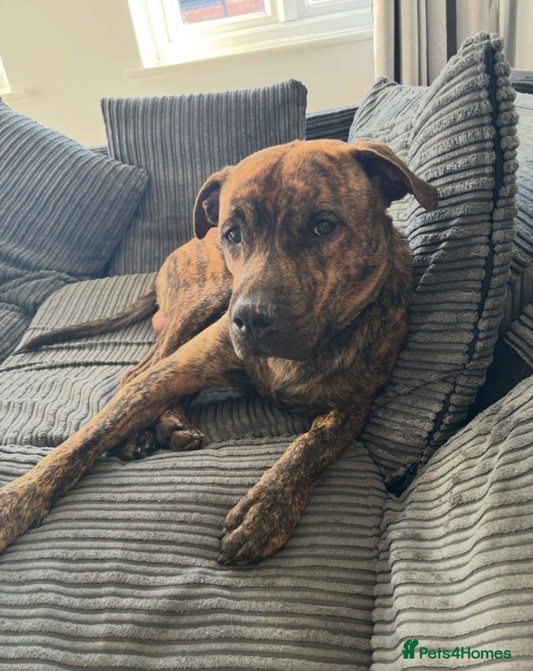Mixed Breed dogs for sale: Beautiful loving dog in need of forever home - Advert 2