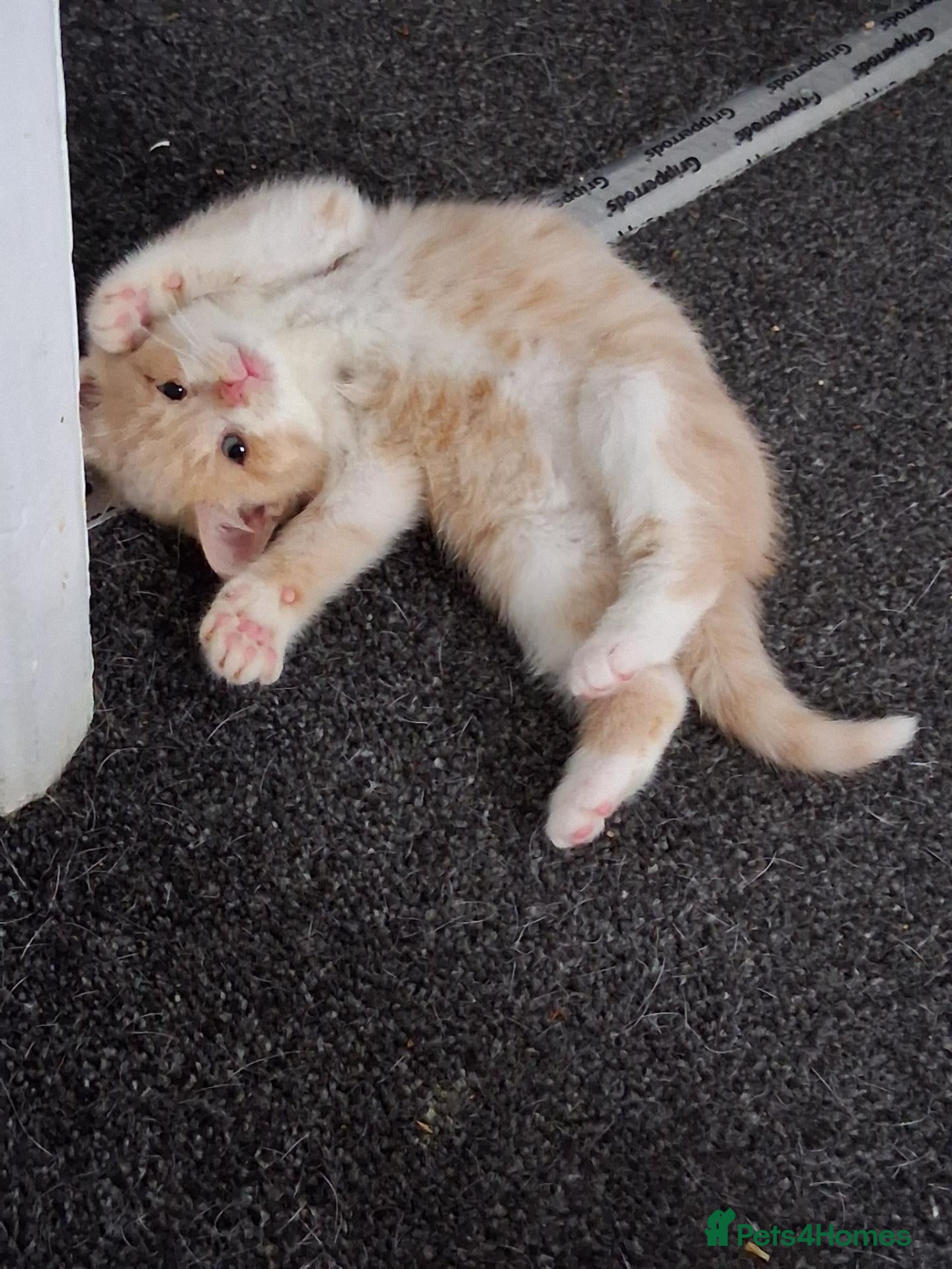 Mixed Breed cats Kittens 4 sale - Advert 8