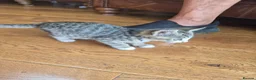 Mixed Breed cats for sale: Beautifully marked kittens . - Advert 12