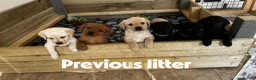 Labrador Retriever dogs for sale: Beautiful KC Labrador Puppies waiting list - Advert 4