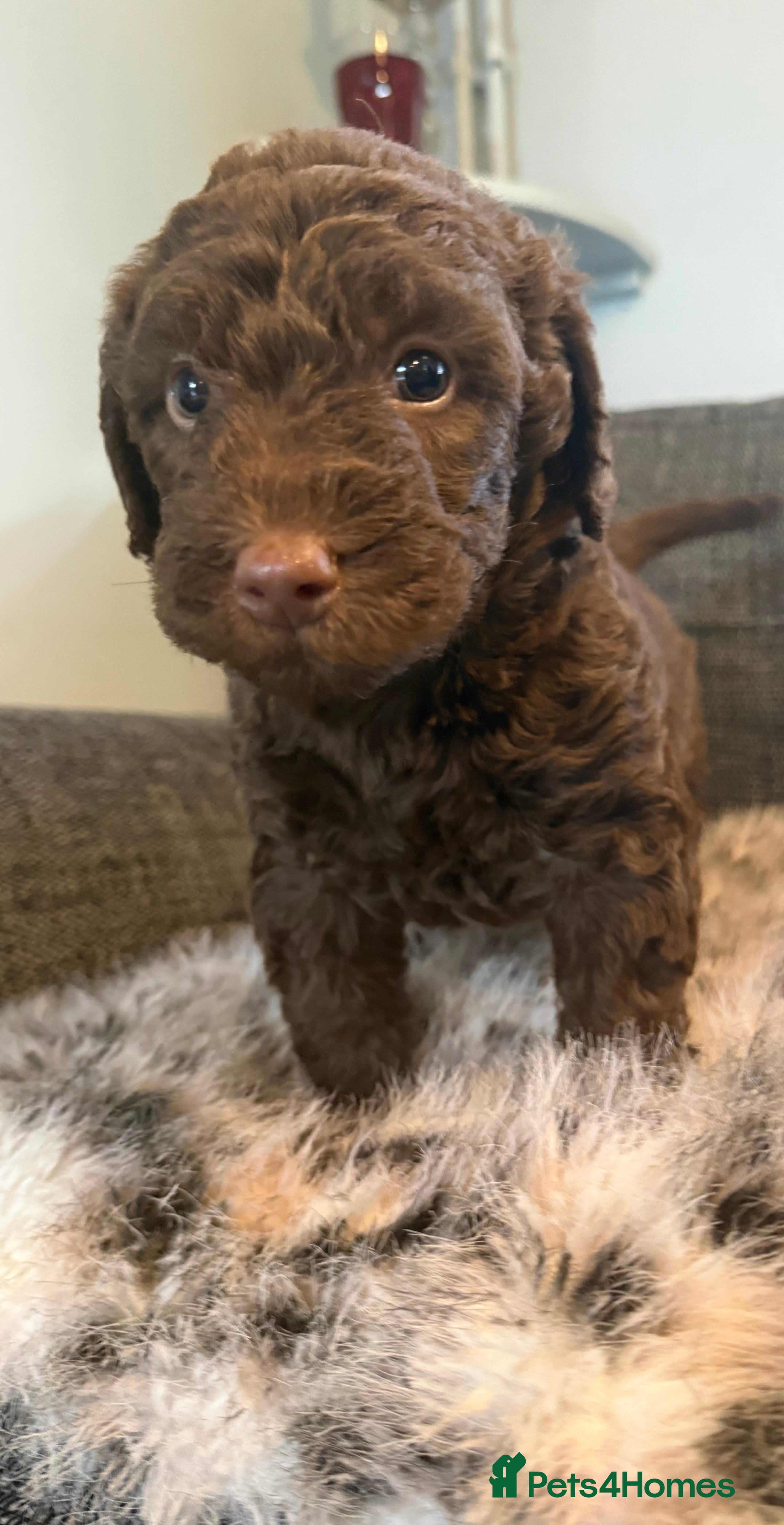 Labradoodle dogs F1B Labradoodle puppies (medium size) - Advert 2
