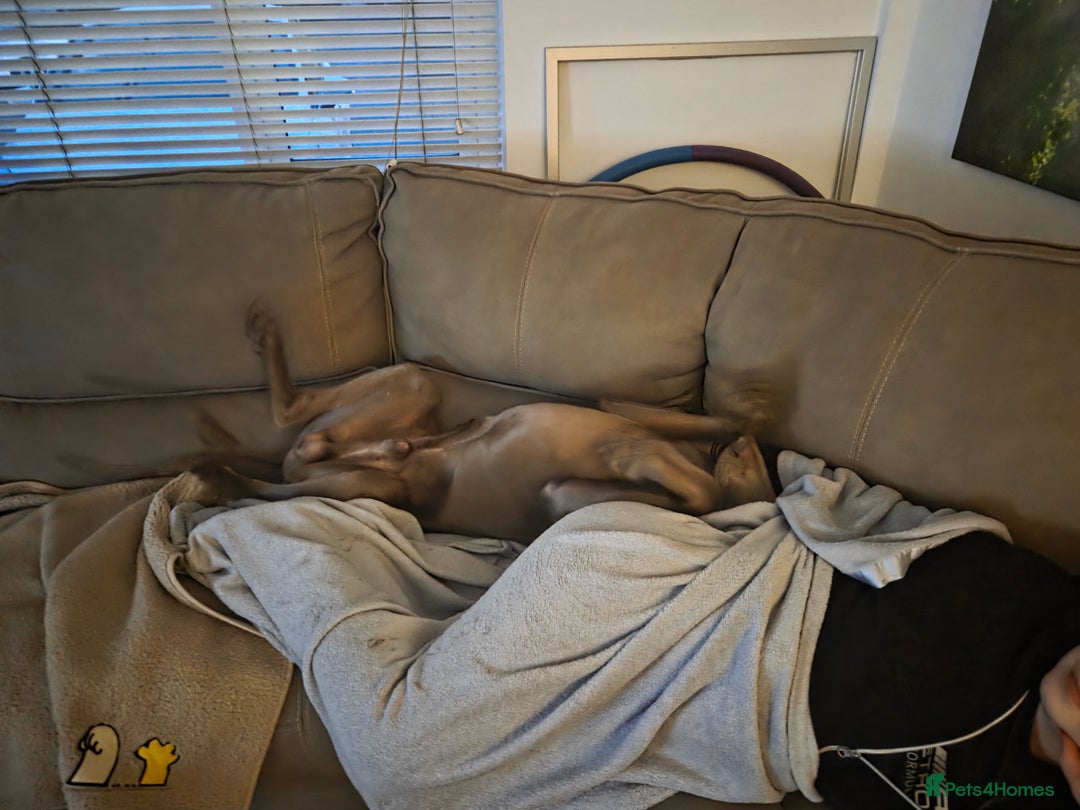 Weimaraner dogs for sale: Forever home wanted - Image 10