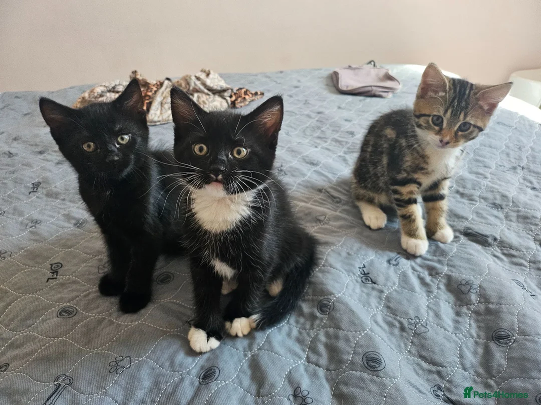 Domestic Shorthair cats for sale: Adorable kittens -Hayling island  - Advert 1