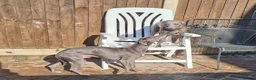 Whippet dogs for sale: Blue Kennel Club Registered Whippet pups - Advert 20