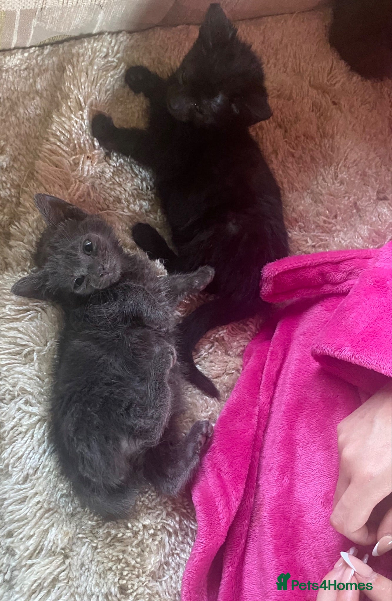 British Shorthair cats Kittens for. Sale  - Advert 1