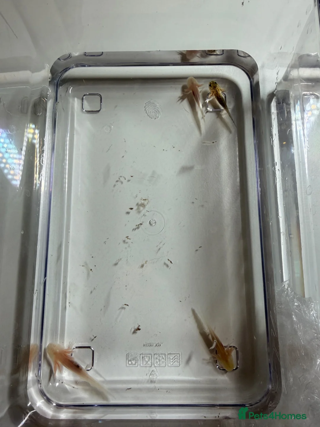 Axolotl reptiles for sale: Axolotl juveniles  in Slough - Advert 1