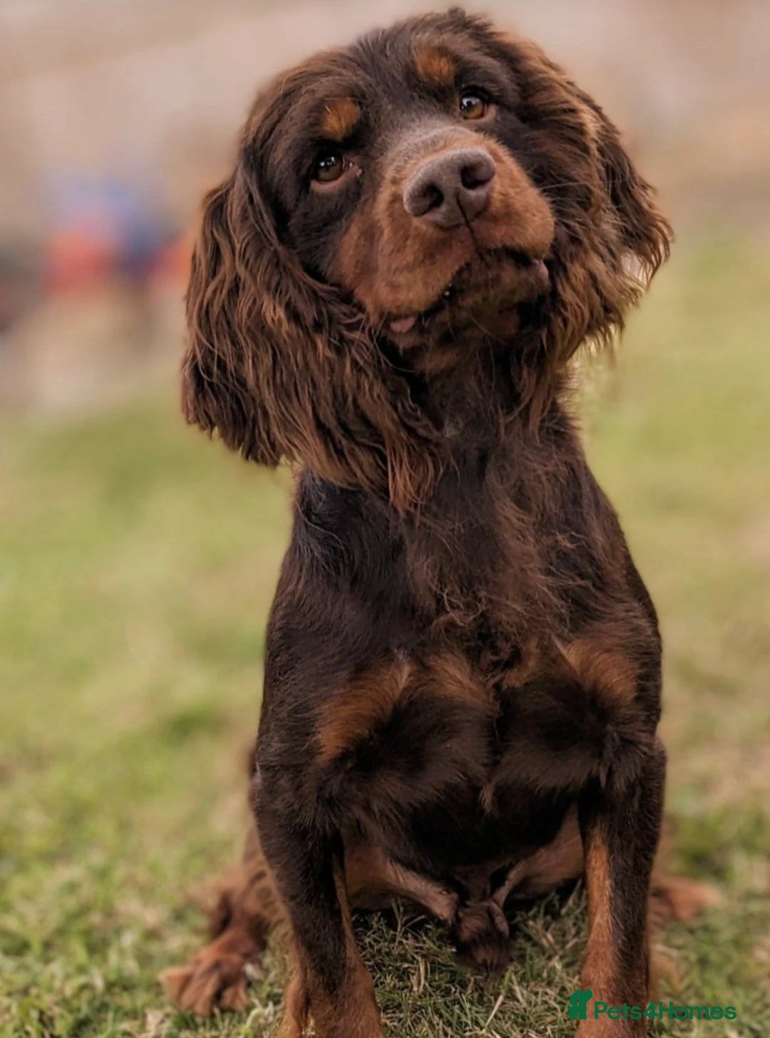Cocker Spaniel dogs for sale: WORKING dna clear cocker spaniels  - Image 29