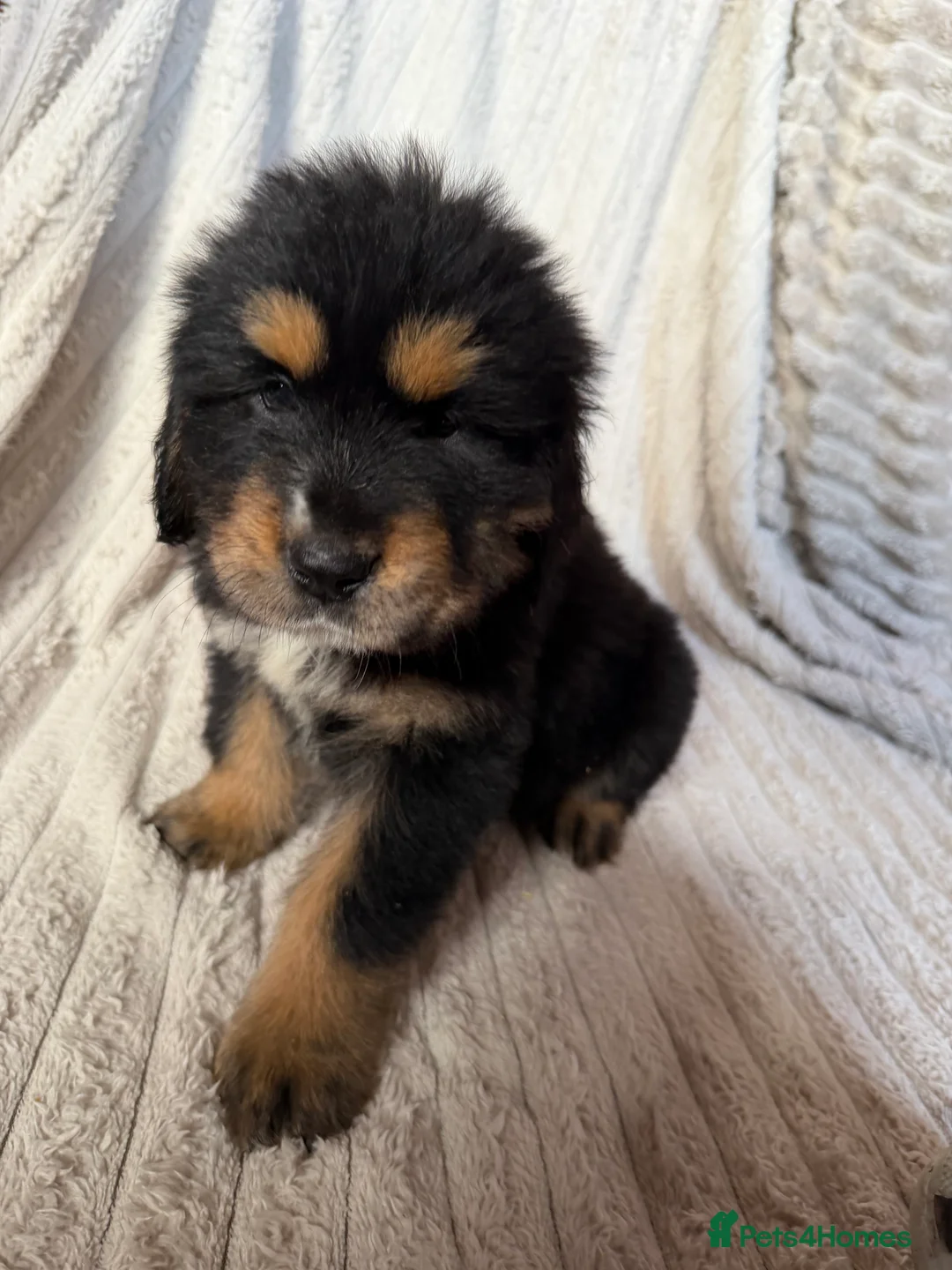 Tibetan Mastiff dogs for sale: Ready now: Outstanding Tibetan Mastiff Puppies - Advert 10