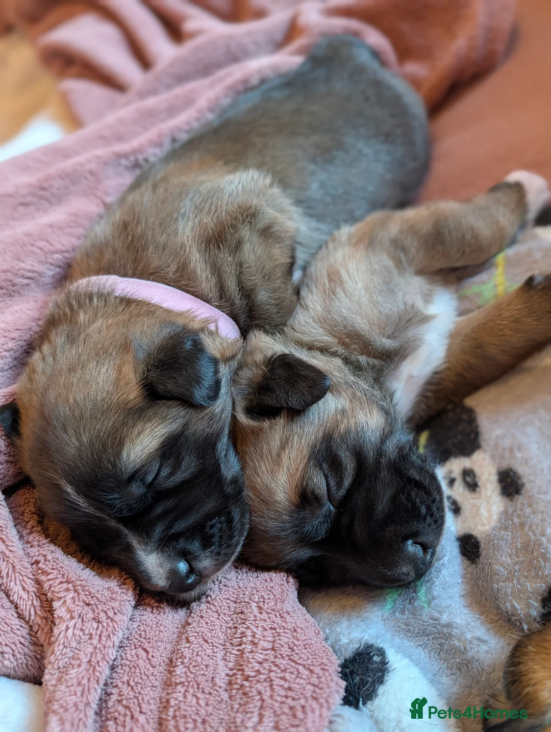 Mixed Breed dogs for sale: Belgian Malinois x Border Collie Pups Malincollie - Advert 17