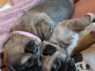 Mixed Breed dogs Belgian Malinois x Border Collie - Advert 7