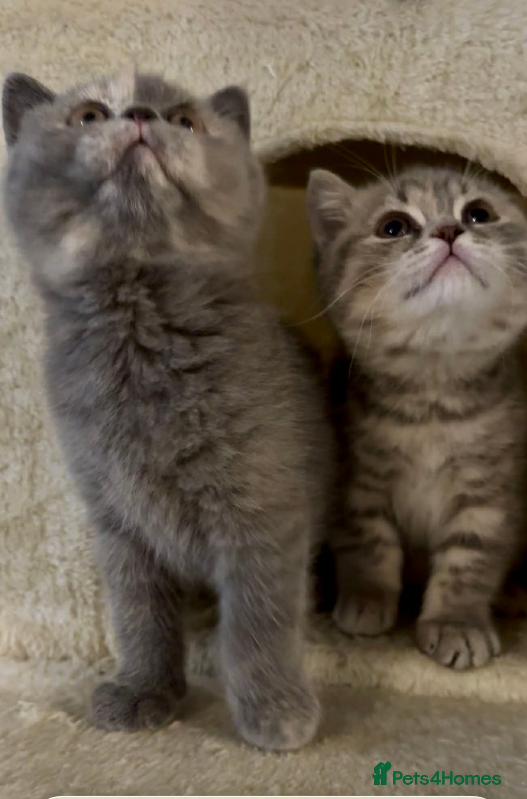 British Shorthair cats for sale: British Shorthair Kittens - Advert 13