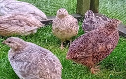 Quail poultry for sale: Laying Coturnix Quail – Confirmed Hens - Image 10