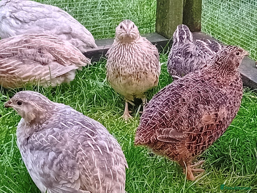 Quail poultry for sale: Laying Coturnix Quail – Confirmed Hens - Image 10