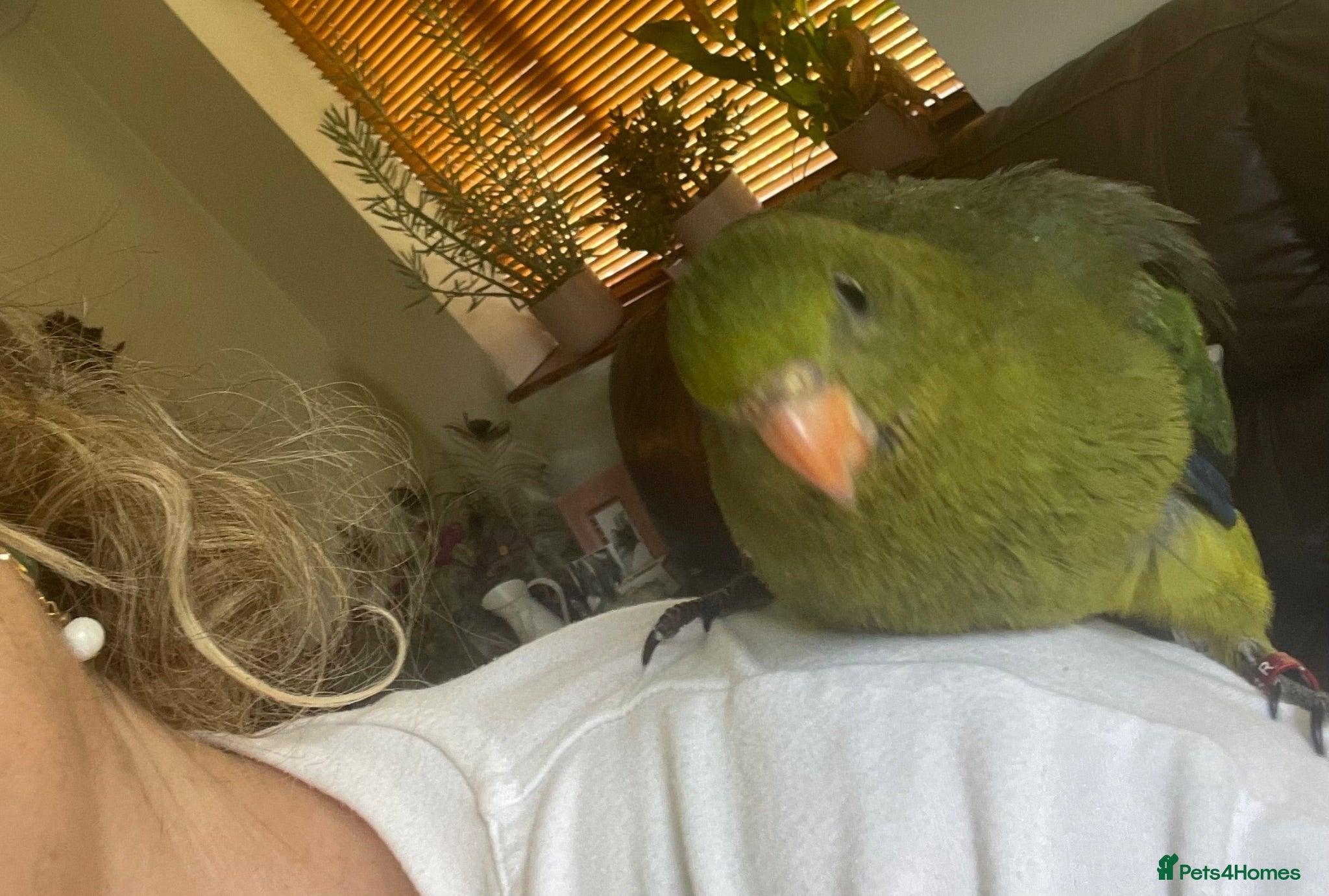 Parakeets birds Hand reared baby Rock Pebblers - Advert 2