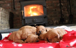 Labrador Retriever dogs for sale: 6 FOX RED LABRADORS  - Advert 4
