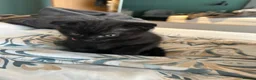 Scottish Fold cats for sale: Scottish fold boy - Advert 5
