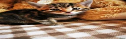 Mixed Breed cats for sale: Kittens:) - Advert 1