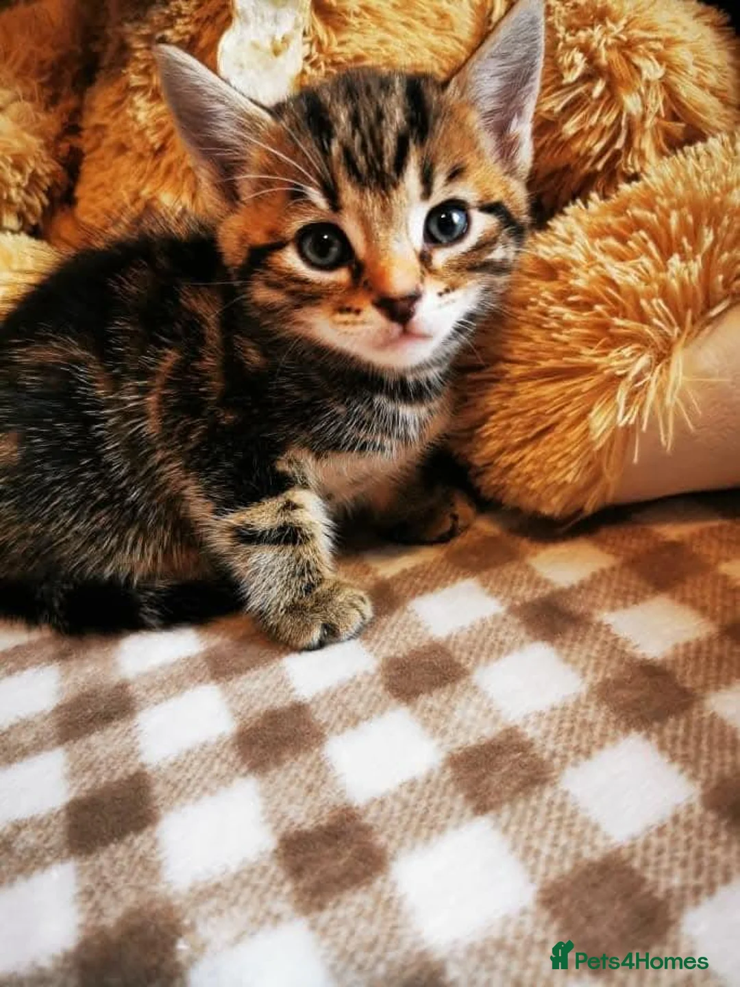 Mixed Breed cats for sale: Kittens:) - Advert 1