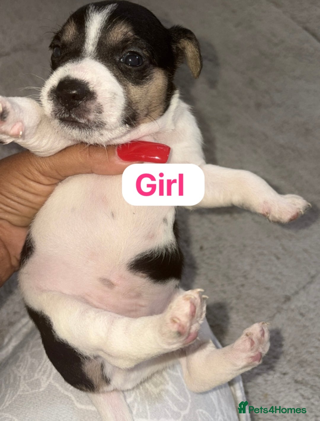 Patterjack dogs for sale: Jack Russell x patterdale terrier - Image 6