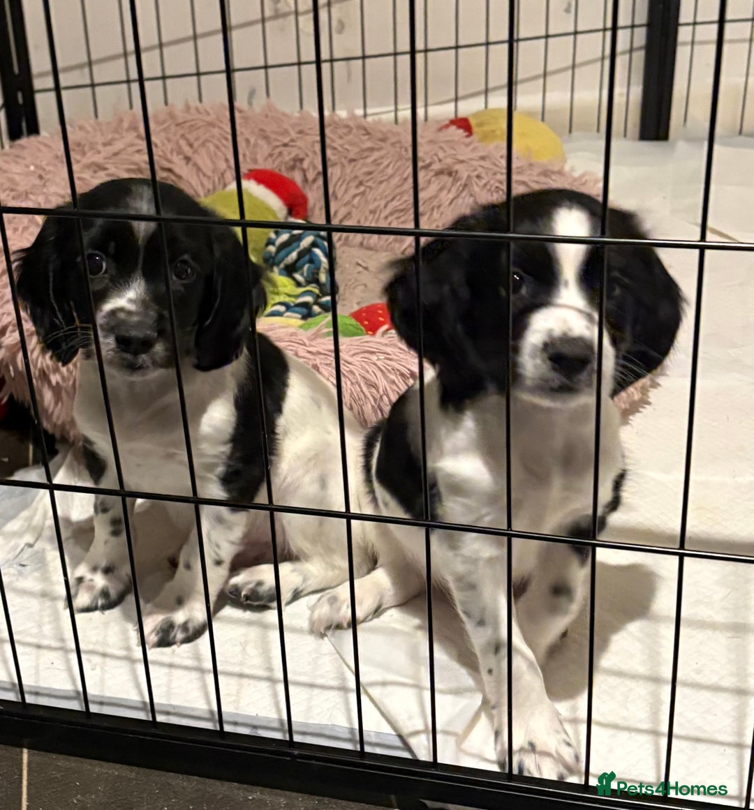 Sprocker dogs for sale: SPRINGER PUPPIES - Advert 12