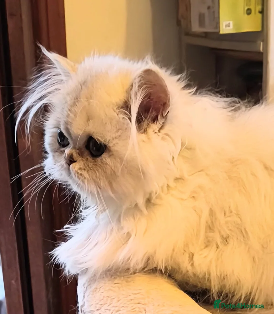 Persian cats for sale: 🍁White black tipped Persian kittens ready now - Advert 9
