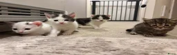 Mixed Breed cats for sale: Beautiful Kittens for sale in Reading - Advert 7