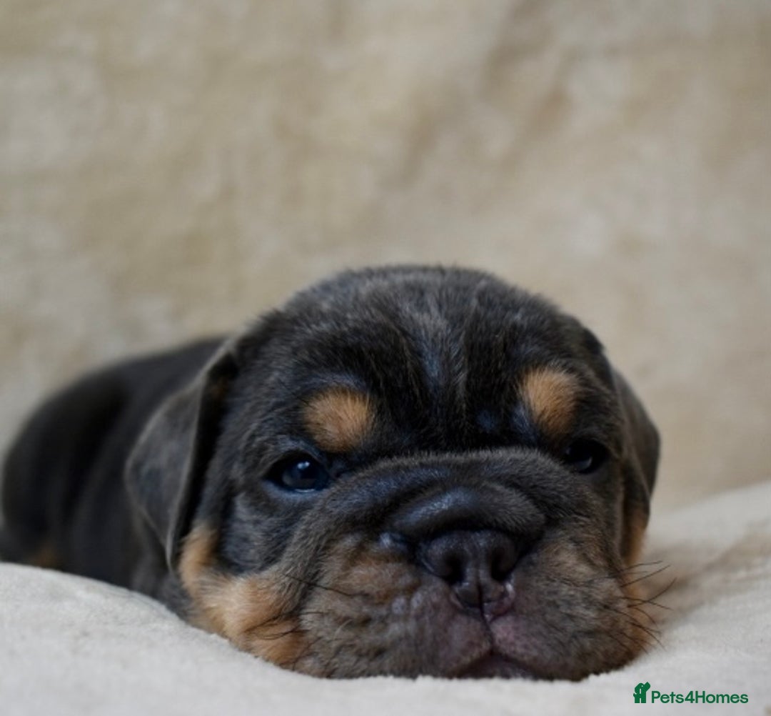 English Bulldog dogs for sale: English bulldog puppies for sale  - Advert 4