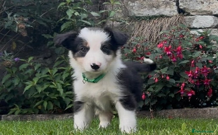 Border Collie dogs - Advert 4