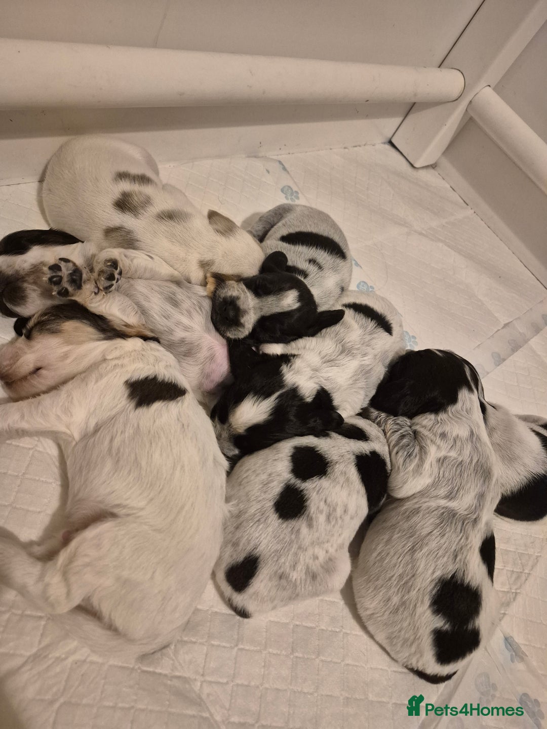 Mixed Breed dogs for sale: Blue Roan Cocker Spaniel Mix  - Image 8