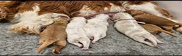 Cavapoo dogs for sale: Ready now Ruby Cavapoo pups 1 boy 4 girls  - Advert 17