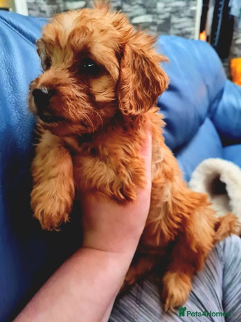 Cockapoo dogs - Advert 30