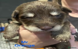 German Shepherd dogs for sale: Straight-topline German Shepherd puppies - Image 7