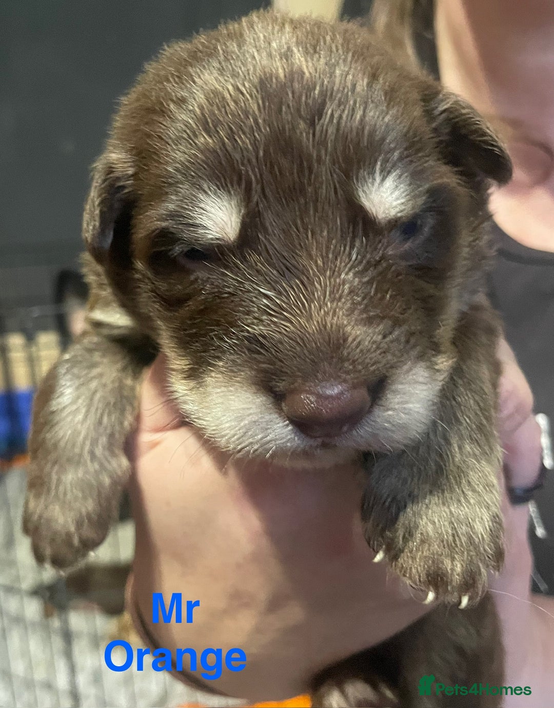 German Shepherd dogs for sale: Straight-topline German Shepherd puppies - Image 7