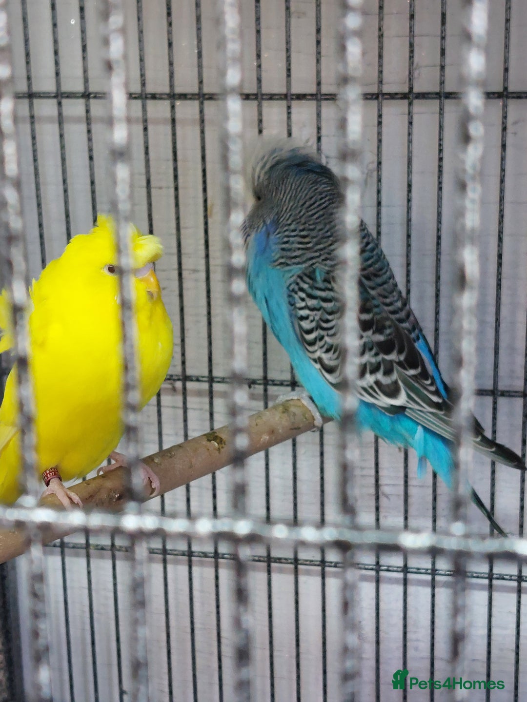 Budgerigars birds for sale: Helicopter budgie  - Image 3