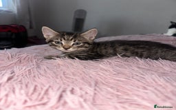 Domestic Shorthair cats for sale: 3 beautiful kittens  - Image 3
