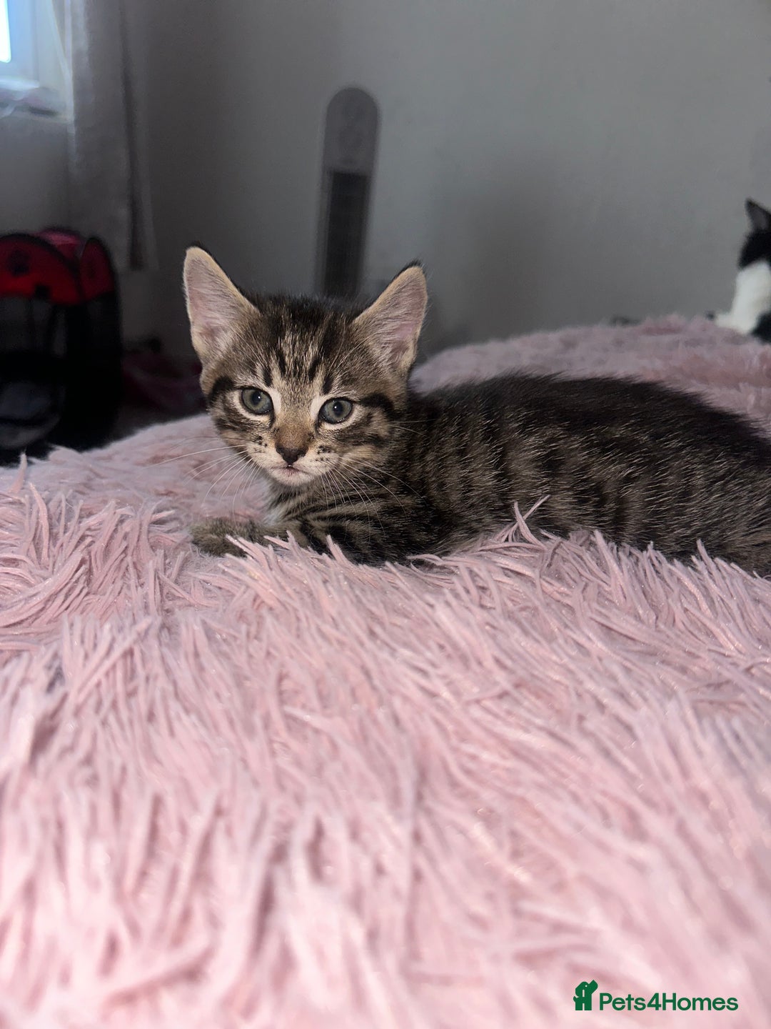 Domestic Shorthair cats for sale: 3 beautiful kittens  - Image 3