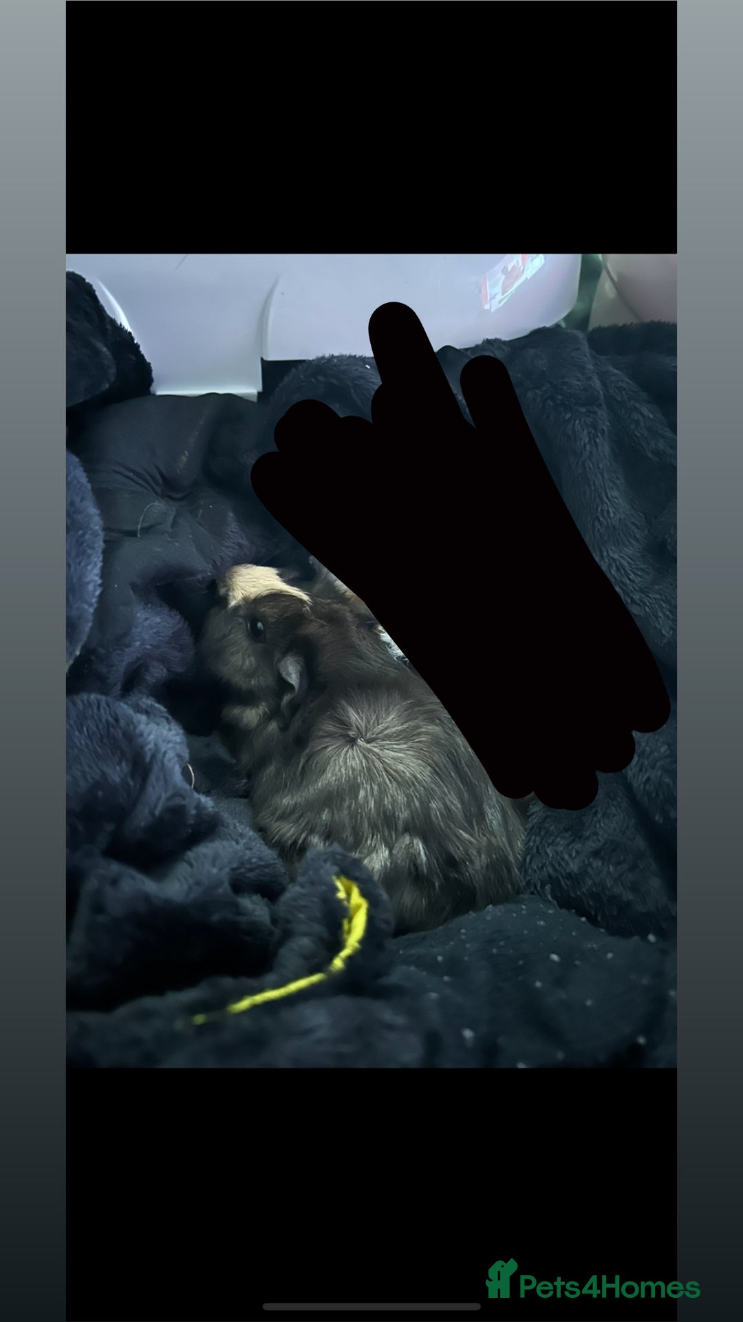 Guinea Pig rodents for sale: Rehoming my guinea pig  - Advert 3