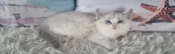 Ragdoll cats for sale: 💕Cute Champion line Ragdolls Kittens 💕 - Advert 5