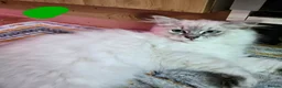 Siberian cats for sale: Beautiful Siberian kittens - Advert 12