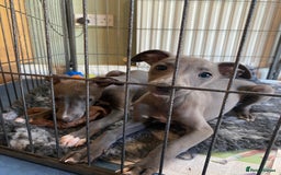 Whippet dogs for sale: 2 whippet puppies remaining ready for new homes - Image 15