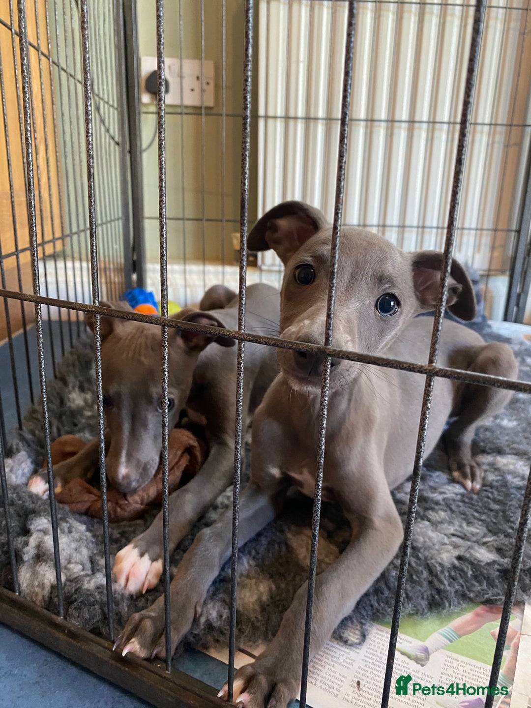 Whippet dogs for sale: 2 whippet puppies remaining ready for new homes - Image 15
