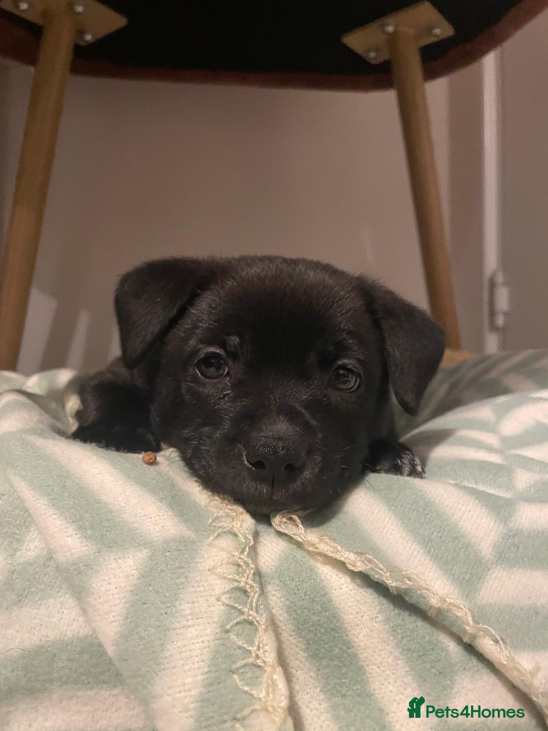 Mixed Breed dogs for sale: Staff terrier hybrid puppy for sale - Advert 5