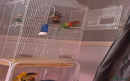 Lovebirds birds for sale: Male an female lovebirds - Image 1